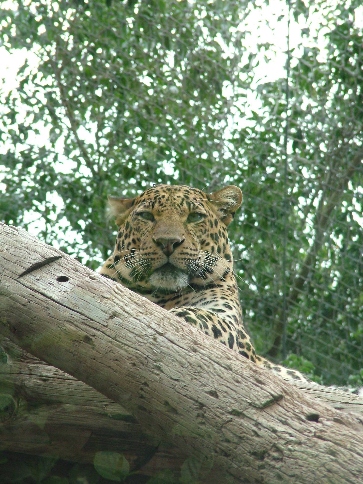 Leopard at Jungle Park (Las Aguilas), 13/11/10