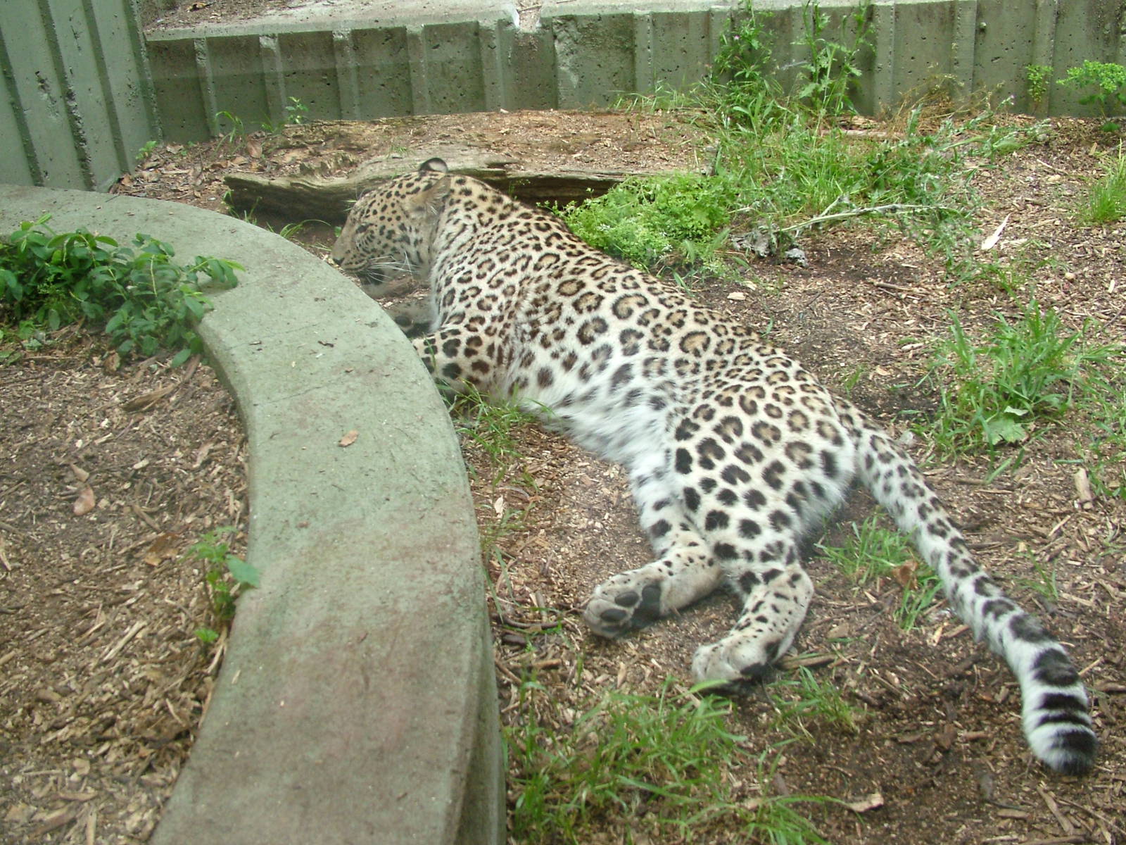Leopard at Madrid Zoo Aquarium, 26/05/11