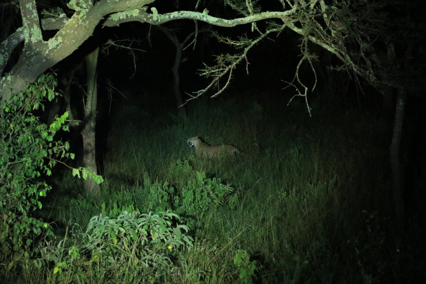 Leopard at night (January 2020)