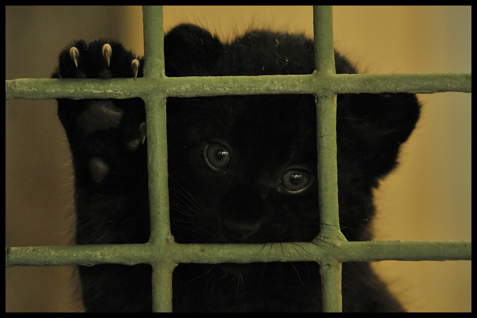 Leopard at the Alfred-Brehm-House