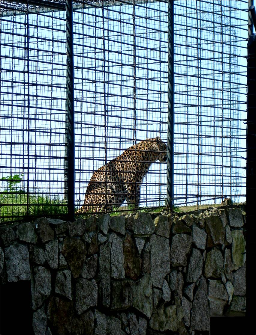 Leopard at Zoo da Maia, 27/04/08