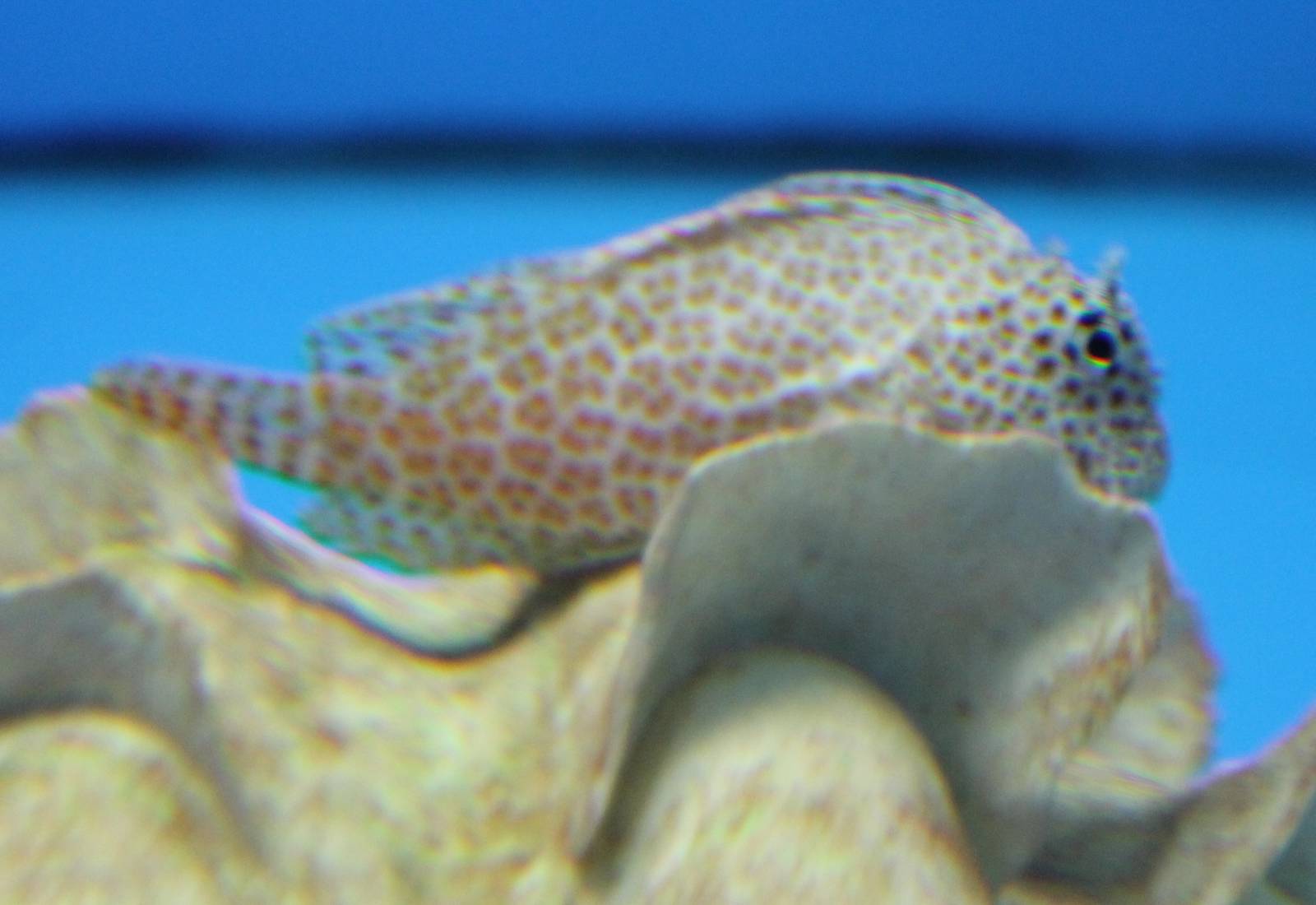 Leopard blenny
