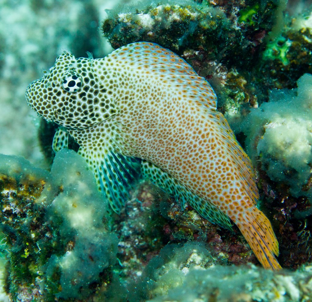 Leopard Blenny