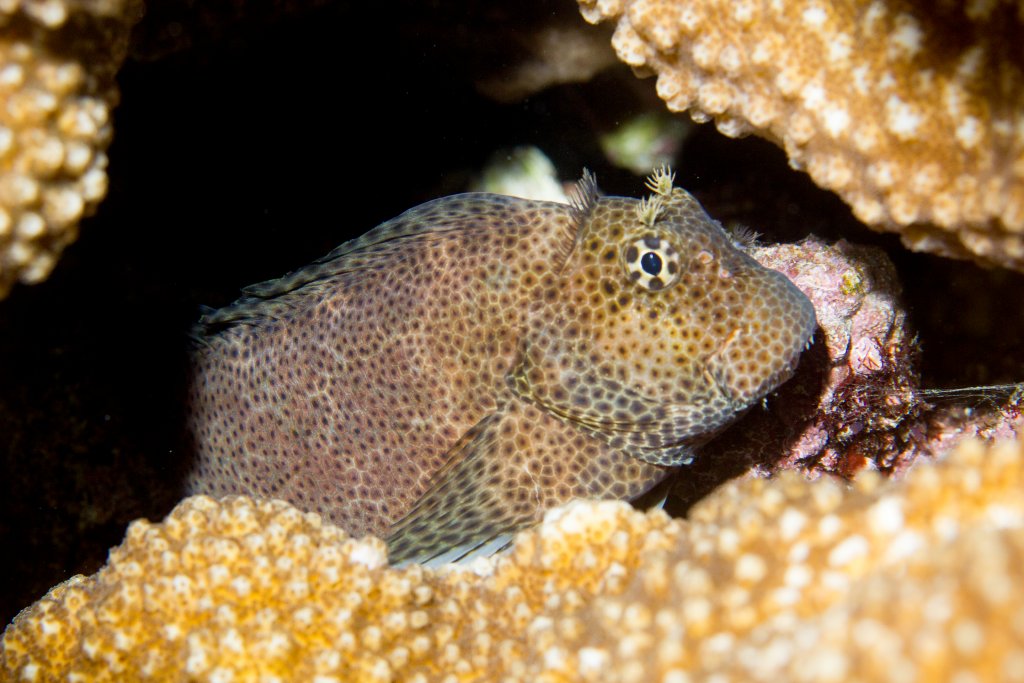 Leopard Blenny