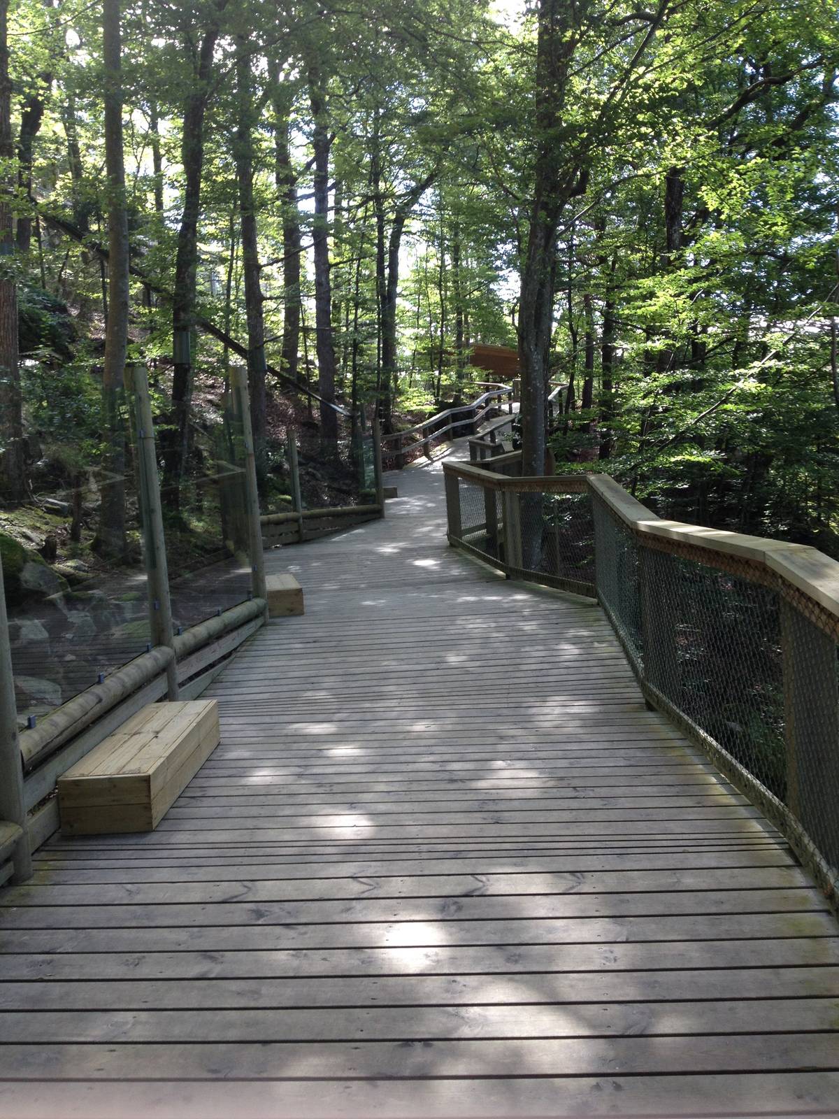 Leopard boardwalk from the Pallas?s cats to the leopards.