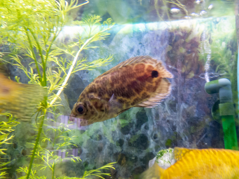 Leopard bush fish (Ctenopoma acutirostre)