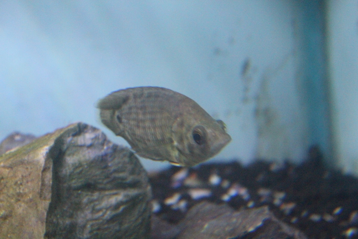 Leopard bush fish (Ctenopoma acutirostre)