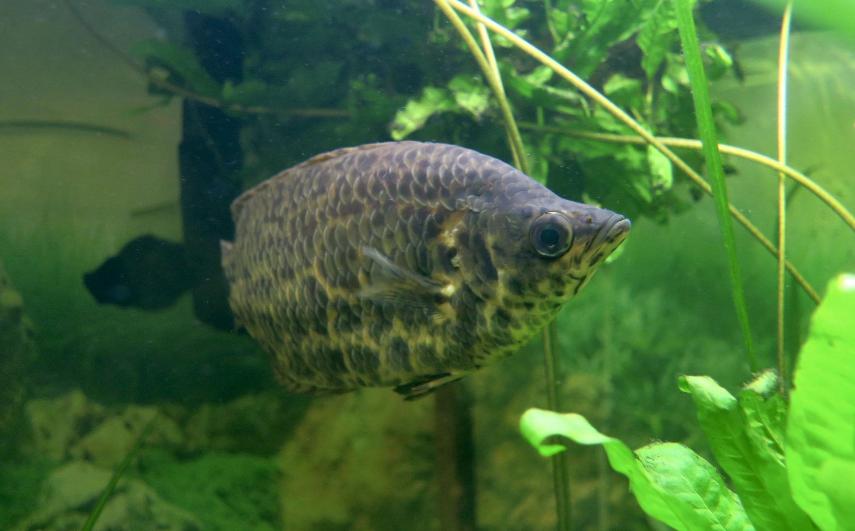 Leopard Bushfish (Ctenopoma acutirostre)