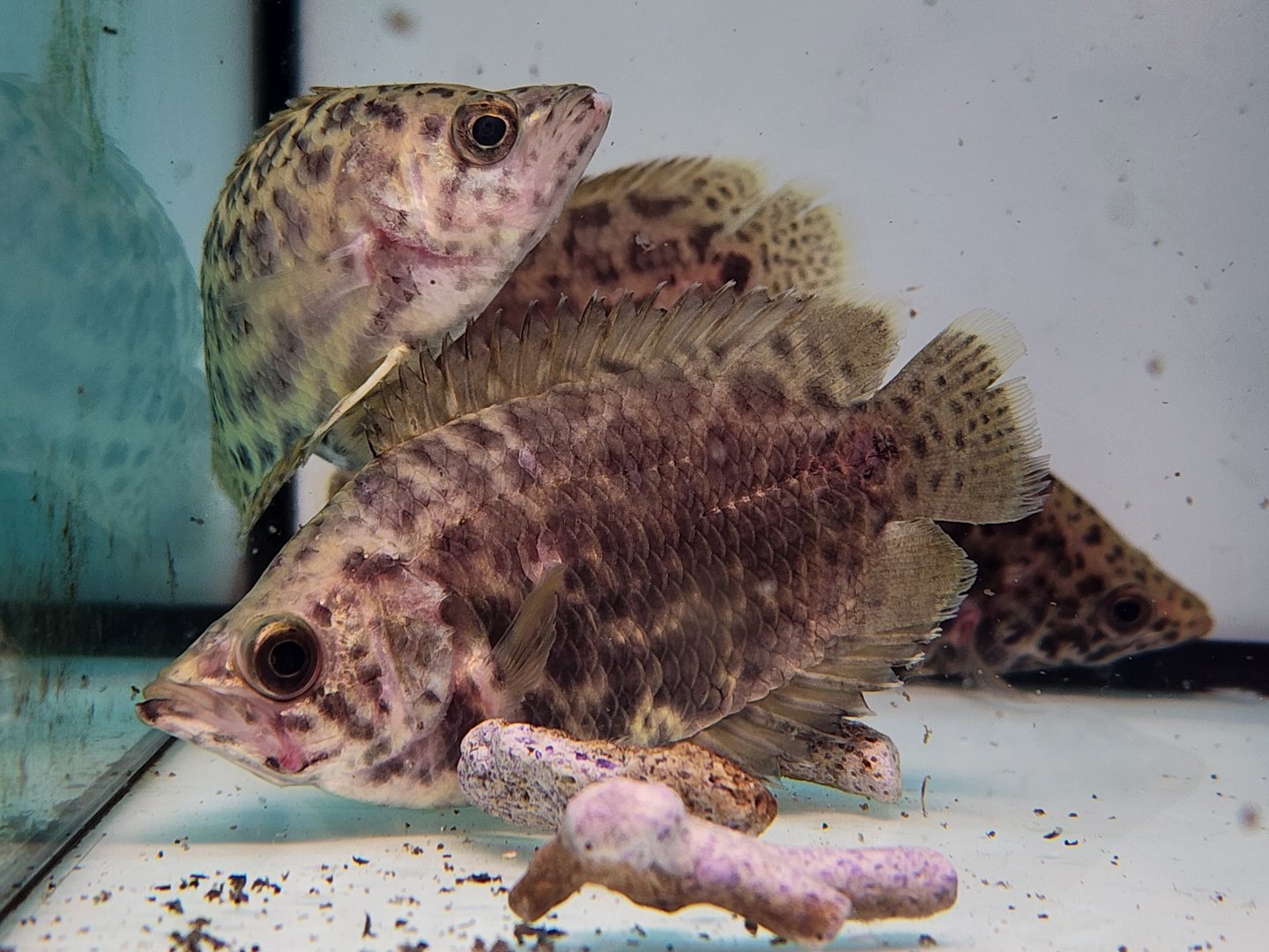 Leopard Bushfish (Ctenopoma acutirostre)