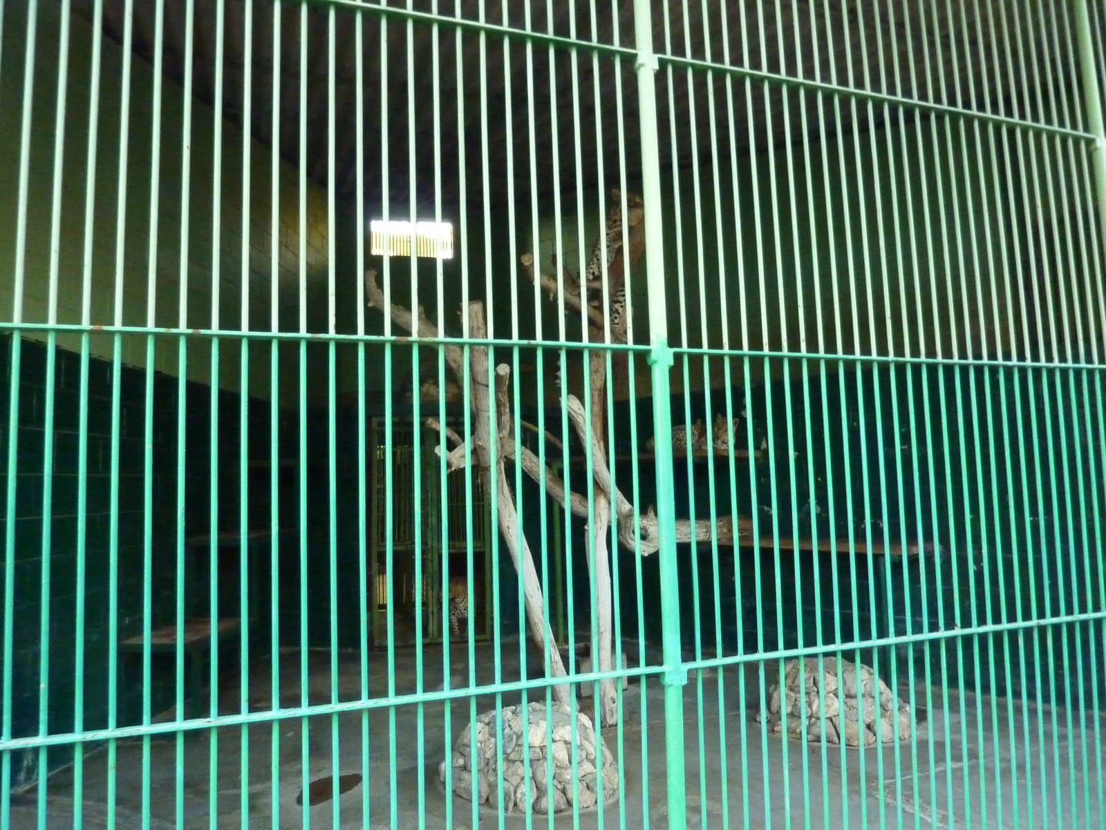 Leopard cage in the cat building