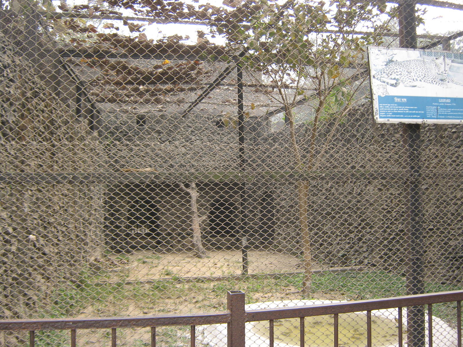 leopard cage