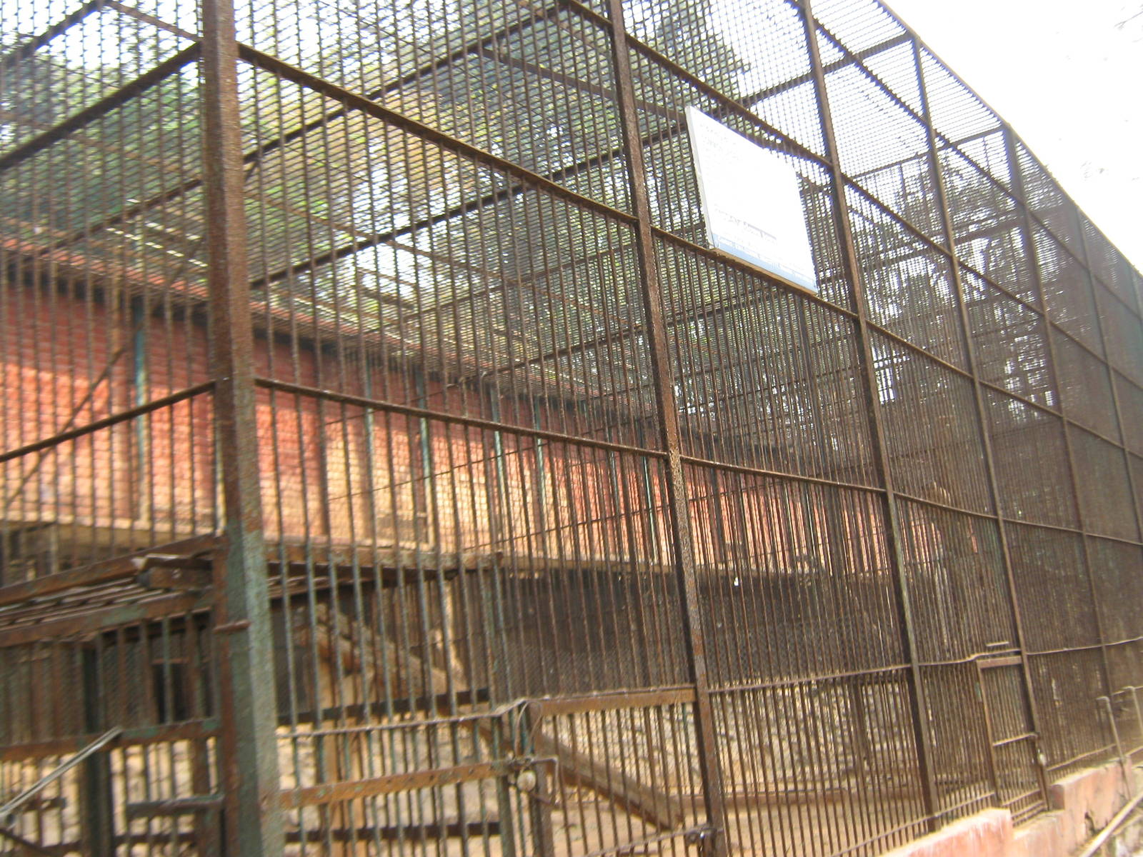 leopard cages