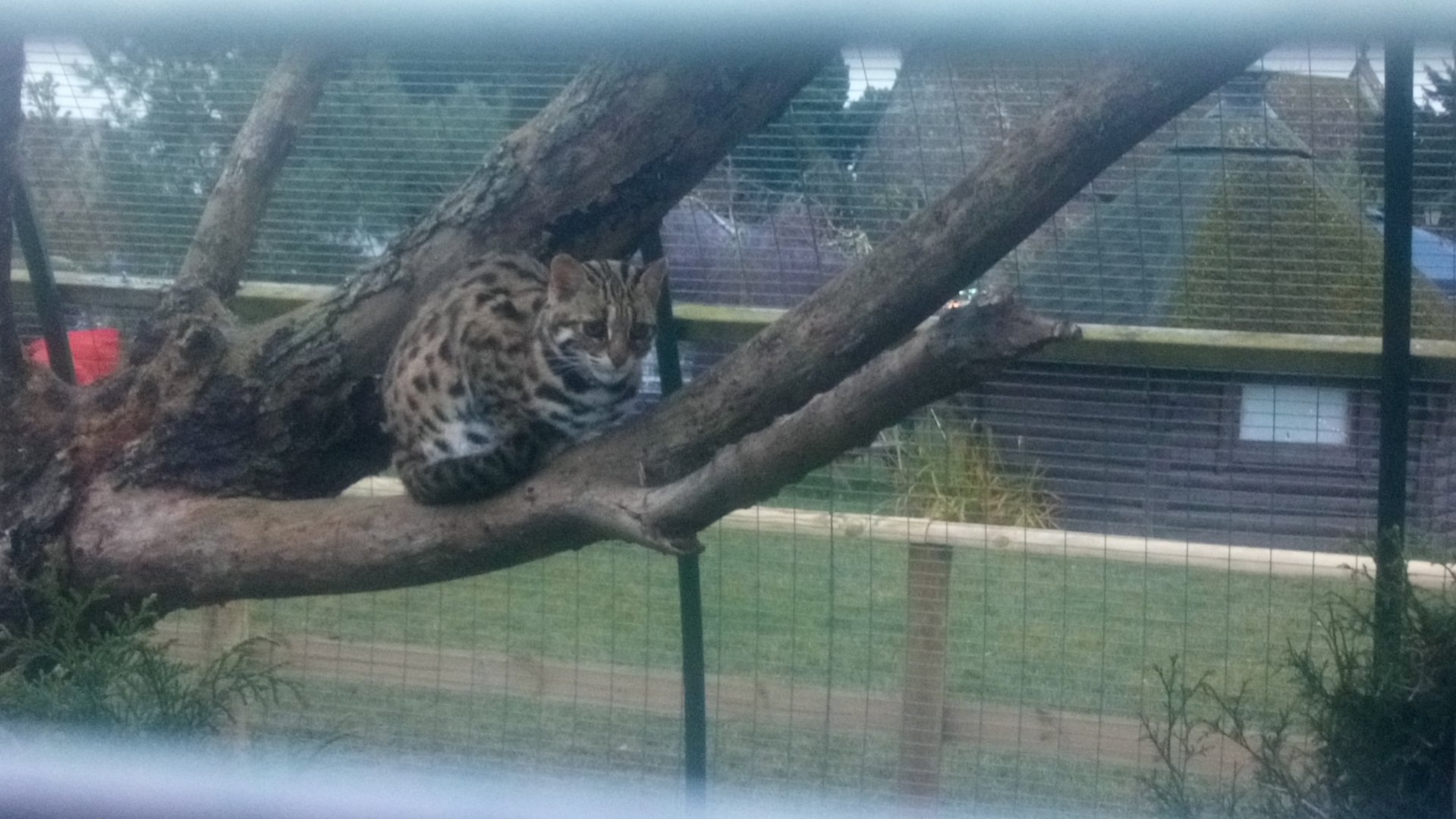 Leopard Cat 11 December 2021