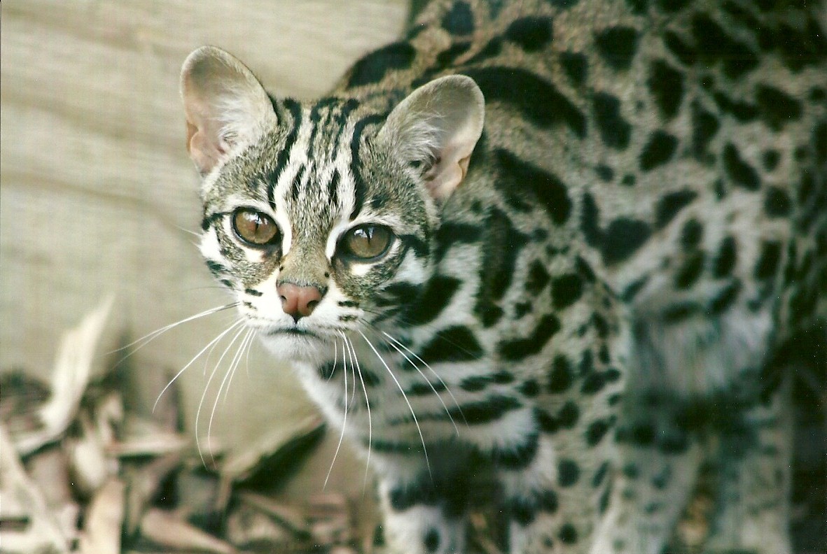 Leopard Cat 11th September 2012