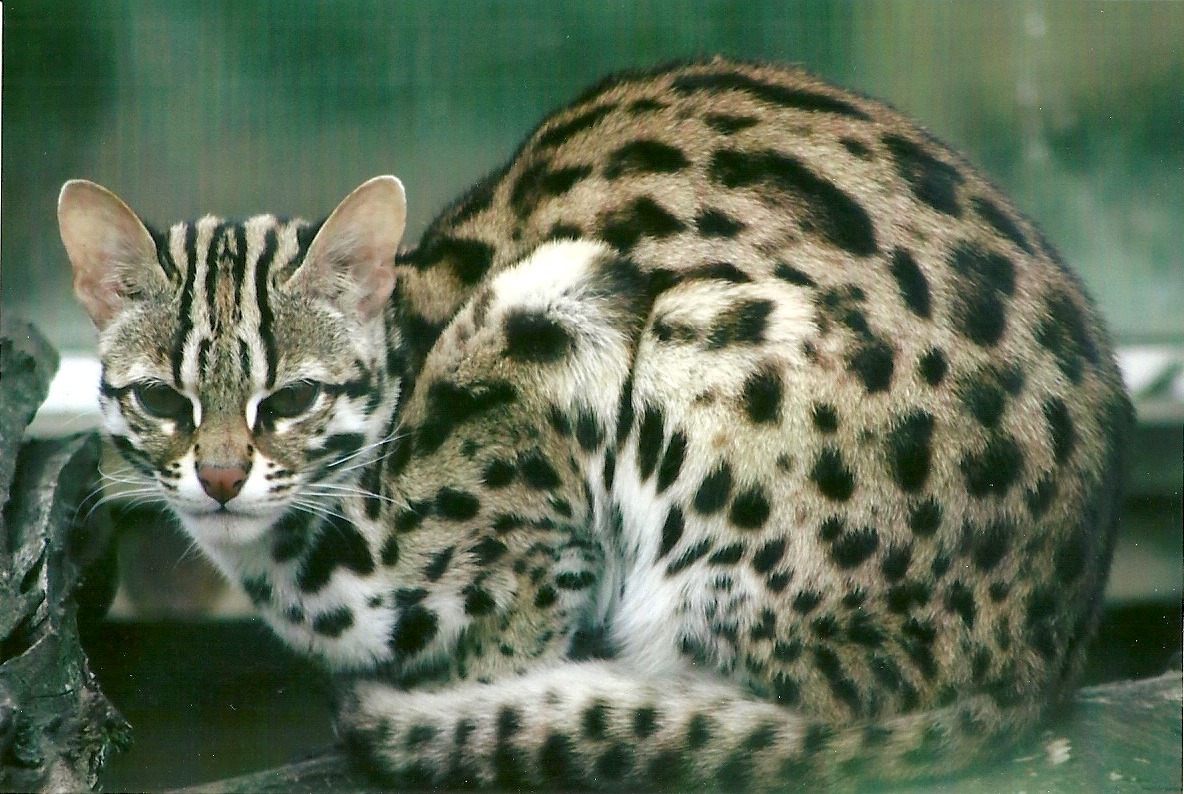 Leopard Cat 11th September 2012