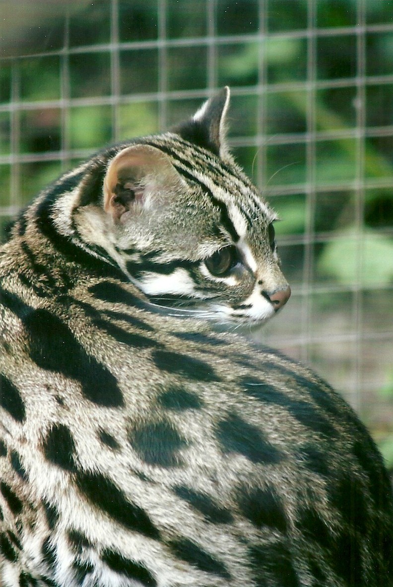Leopard Cat 11th September 2012