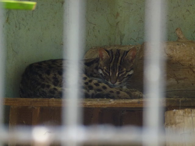 Leopard cat 25.4.13