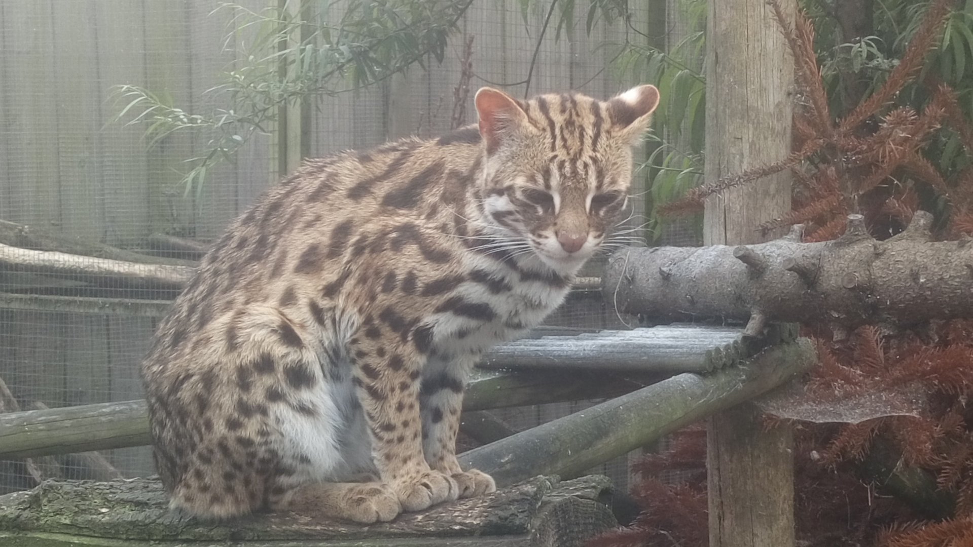 Leopard Cat 26/5/22