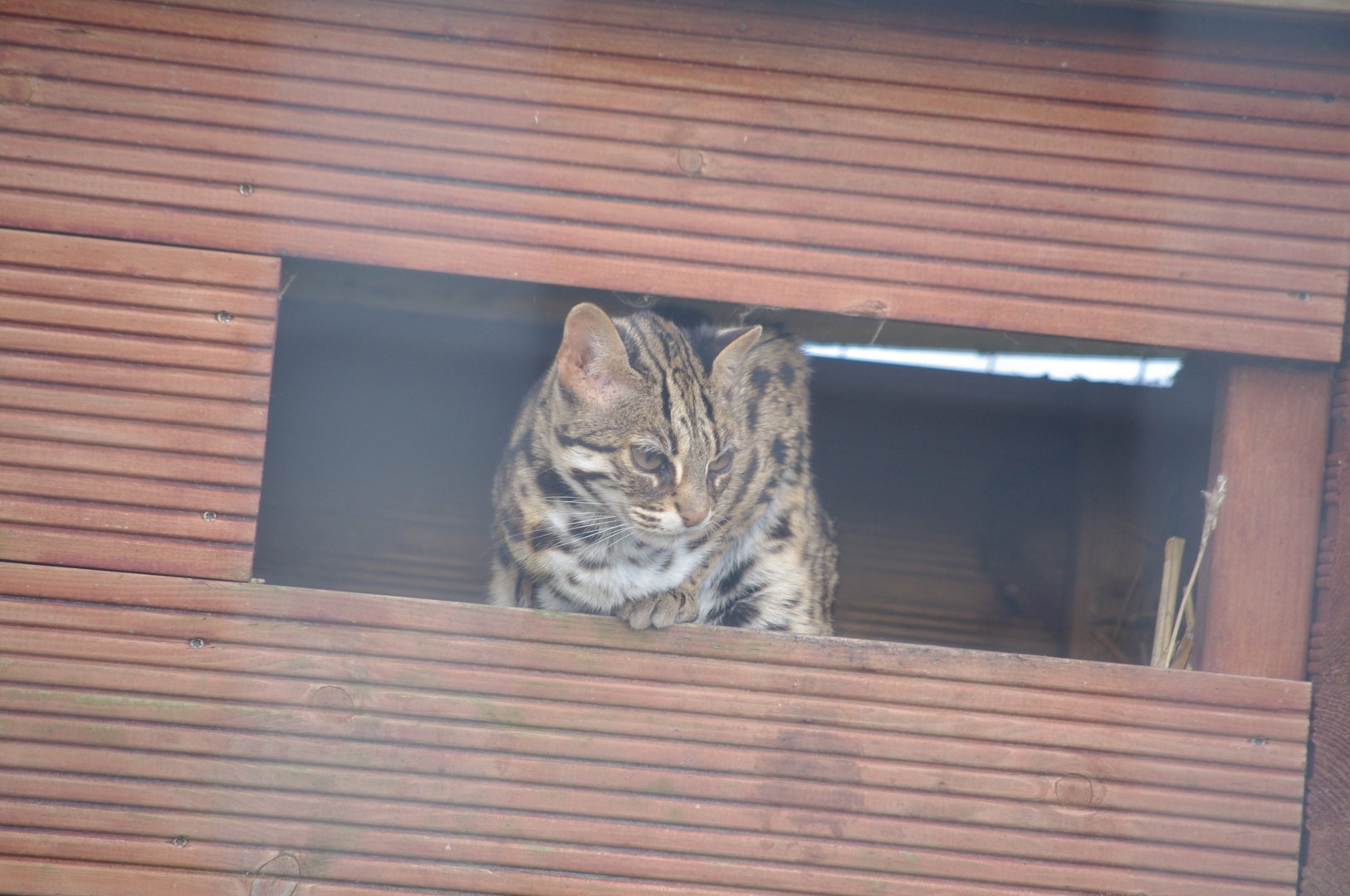 Leopard Cat- 27/10/2023