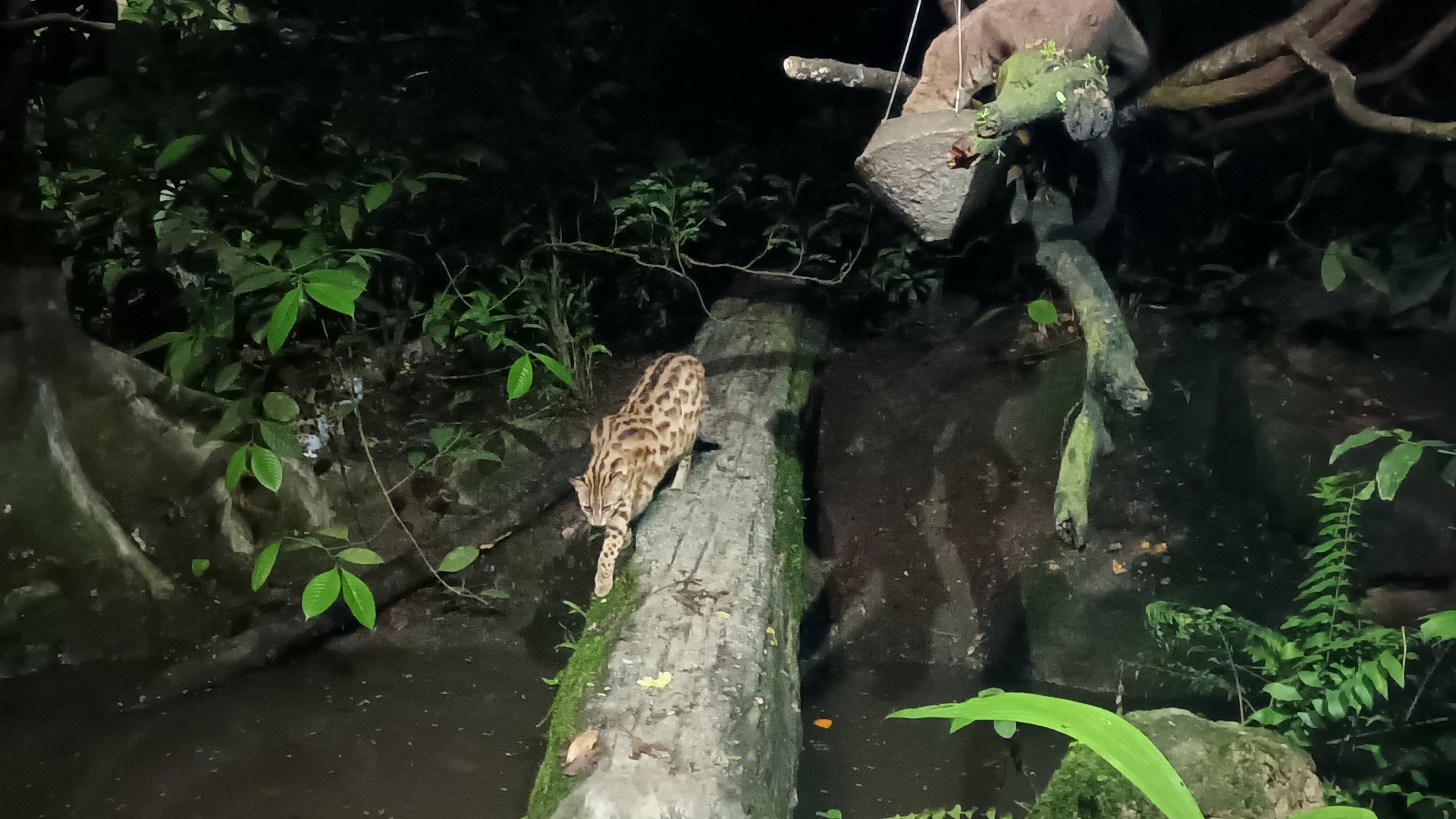 Leopard Cat and Small-Toothed Palm Civet