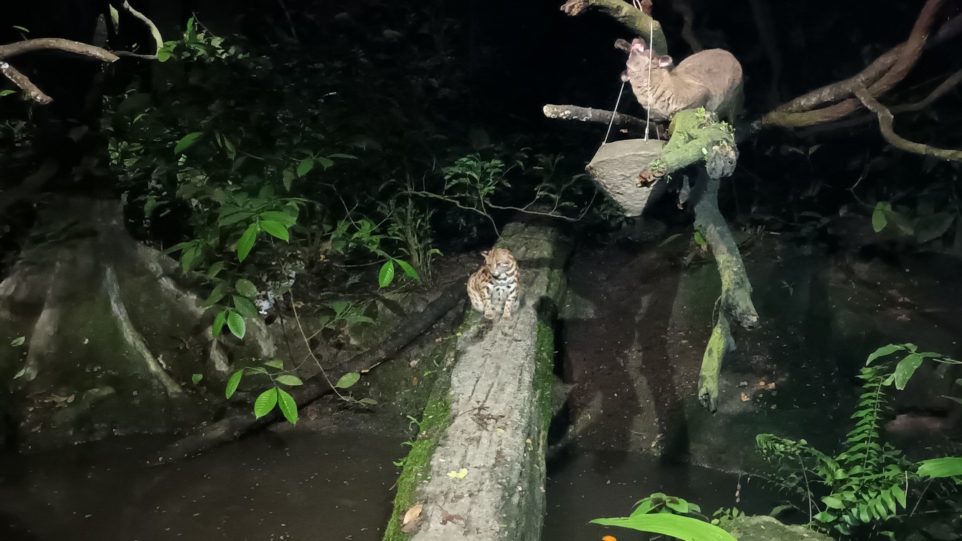 Leopard Cat and Small-Toothed Palm Civet