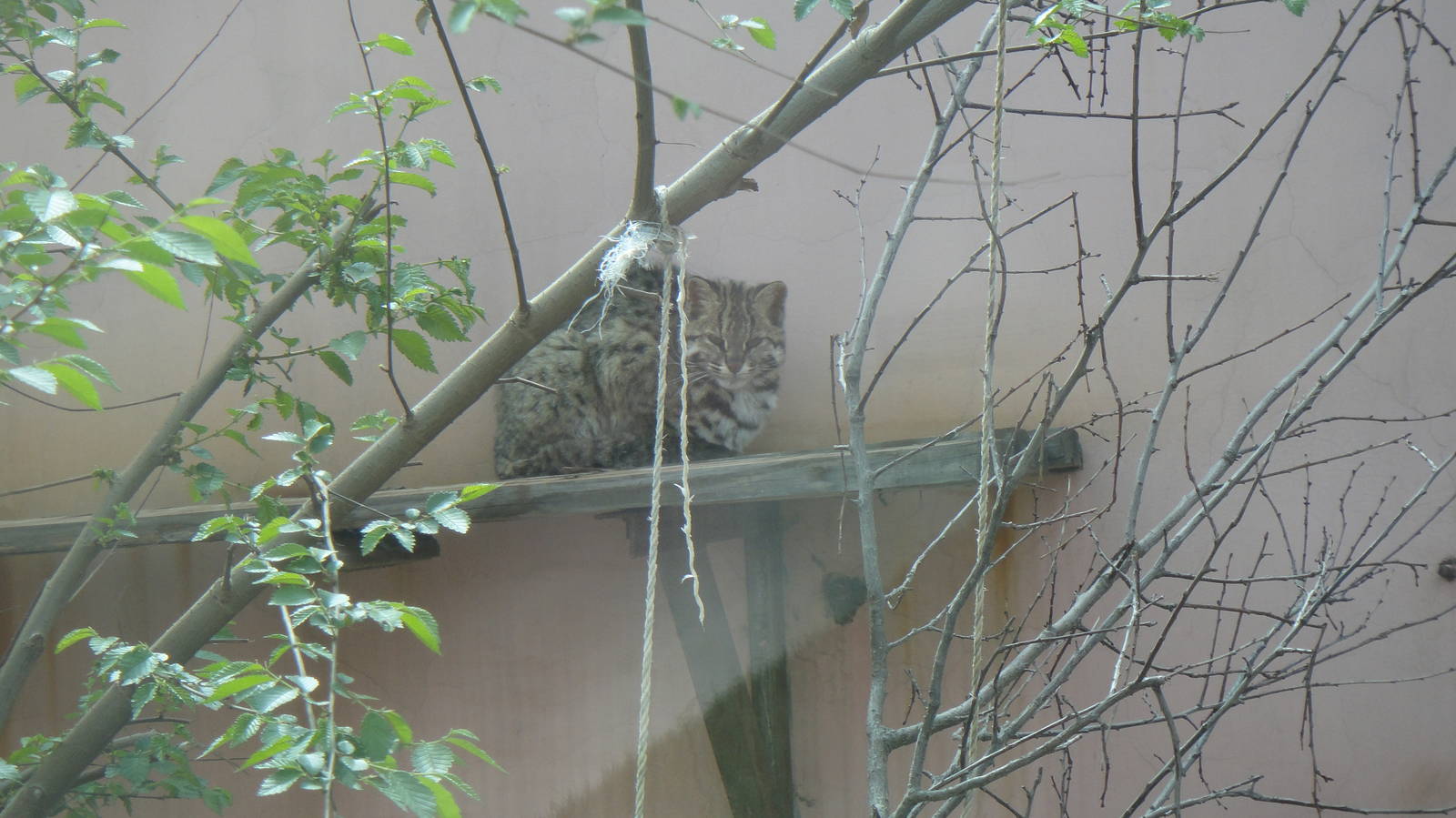 Leopard Cat at Qinghai-Tibet Plateau Wildlife zoo 2014-5-15