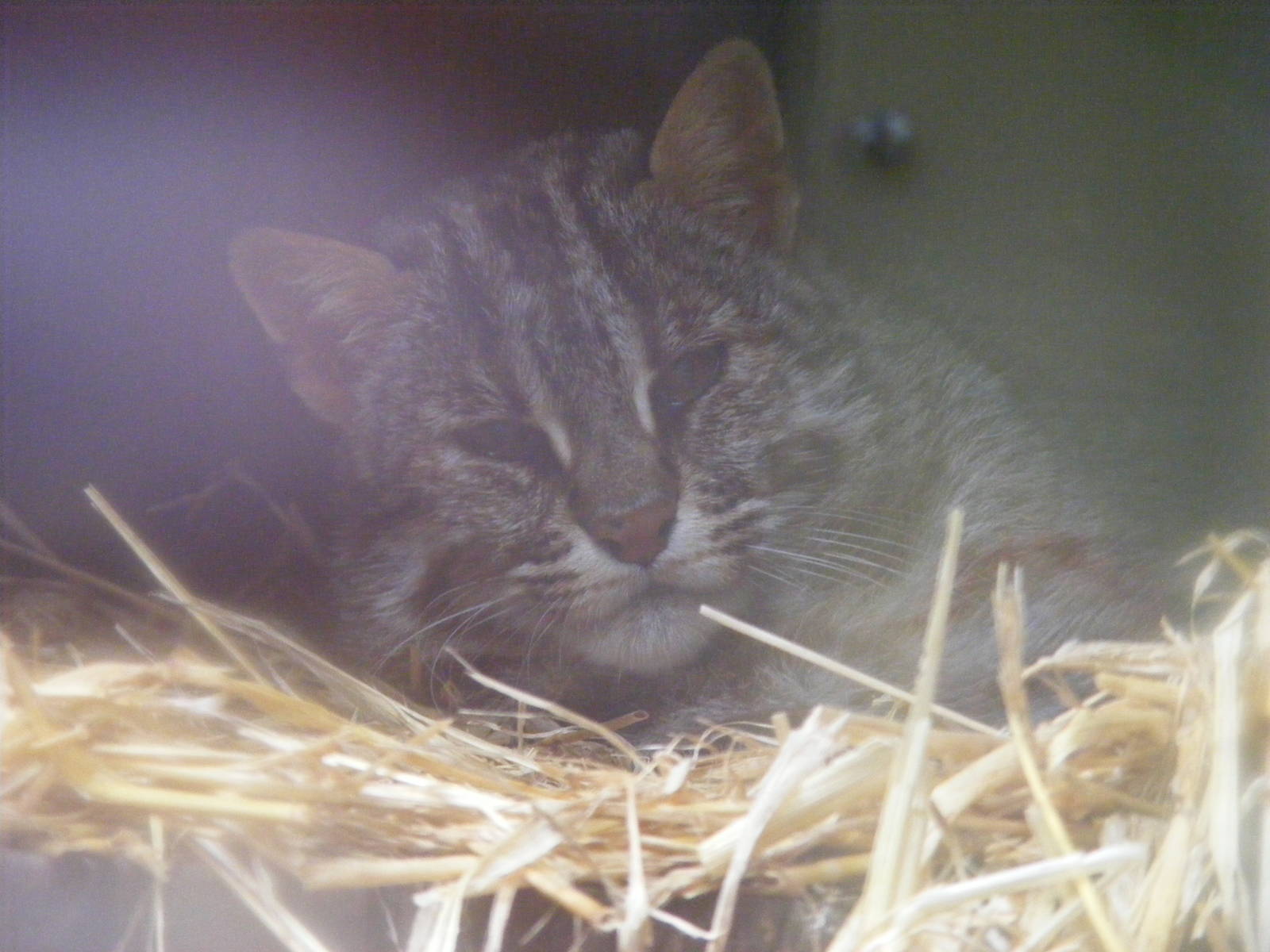 Leopard cat at Thrigby Hall, 14 September 2010