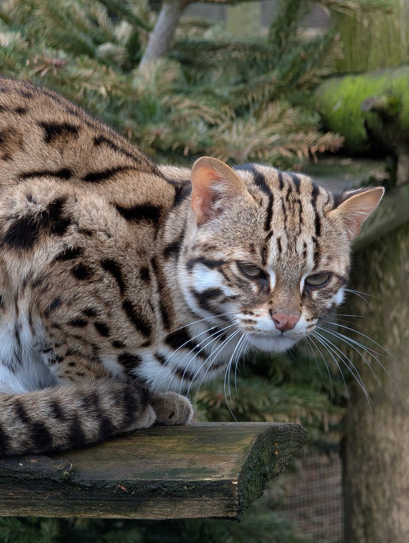 Leopard Cat, Axe Valley Wildlife Park