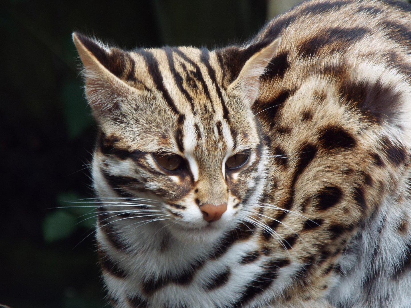 Leopard Cat, Axe Valley