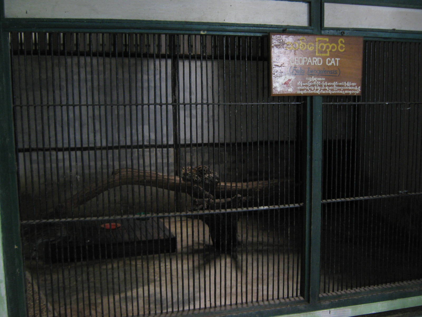Leopard Cat cage