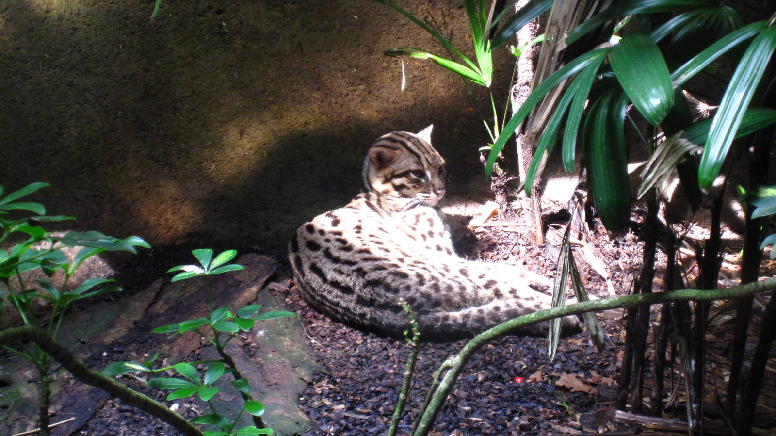 Leopard Cat, Critters Longhouse