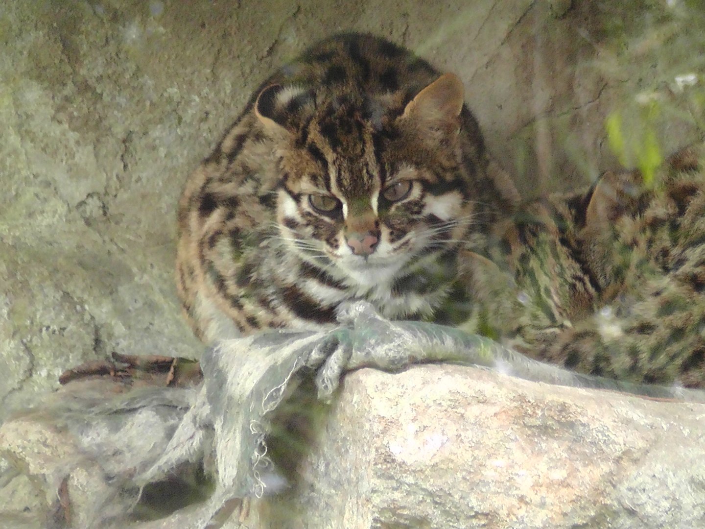 Leopard Cat, Darjeeling Zoo
