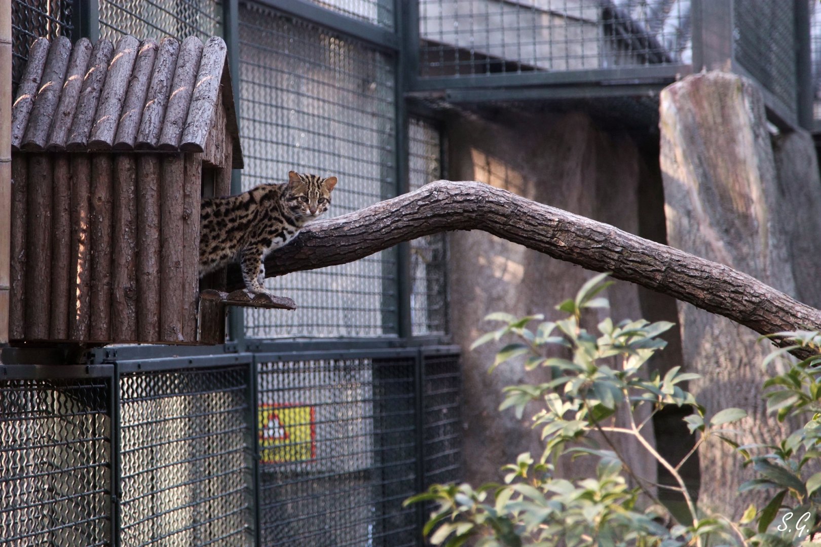 Leopard cat emerging from its den