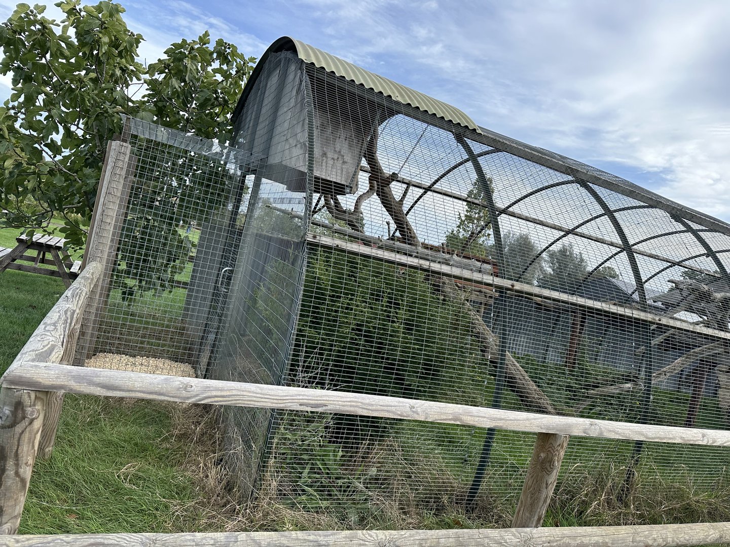 Leopard Cat Enclosure at Johnsons of Old Hurst (October 2023)