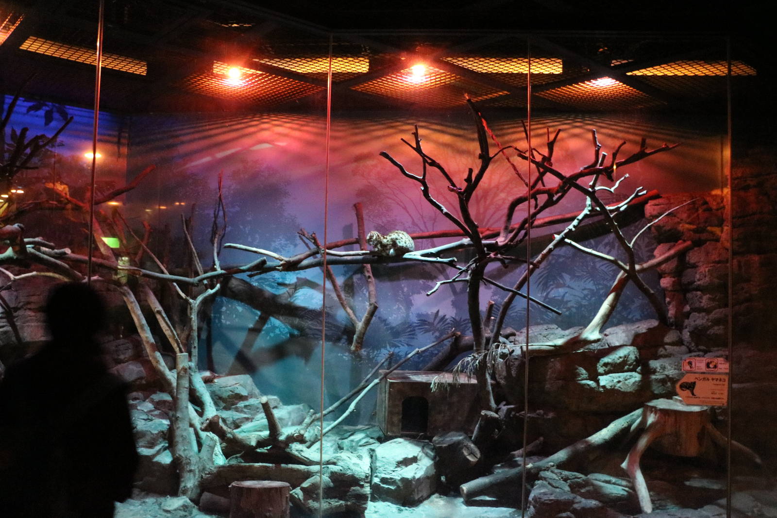 Leopard cat enclosure, February 2016