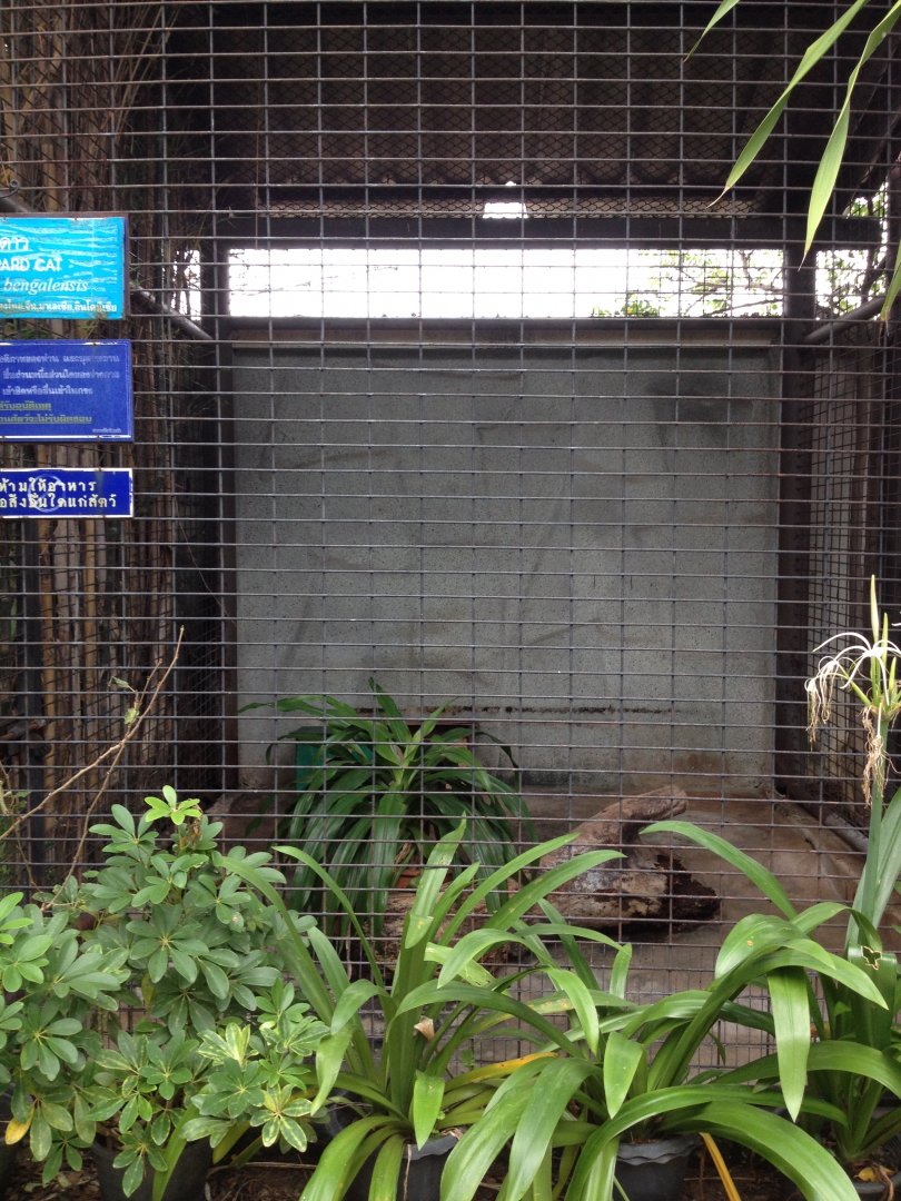 Leopard Cat enclosure (outside roof)