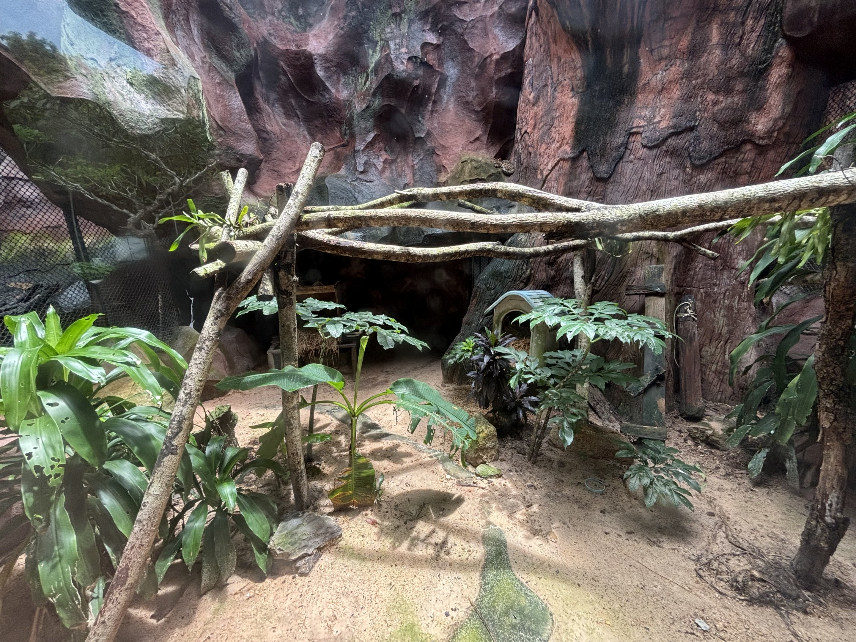 Leopard Cat Exhibit #1