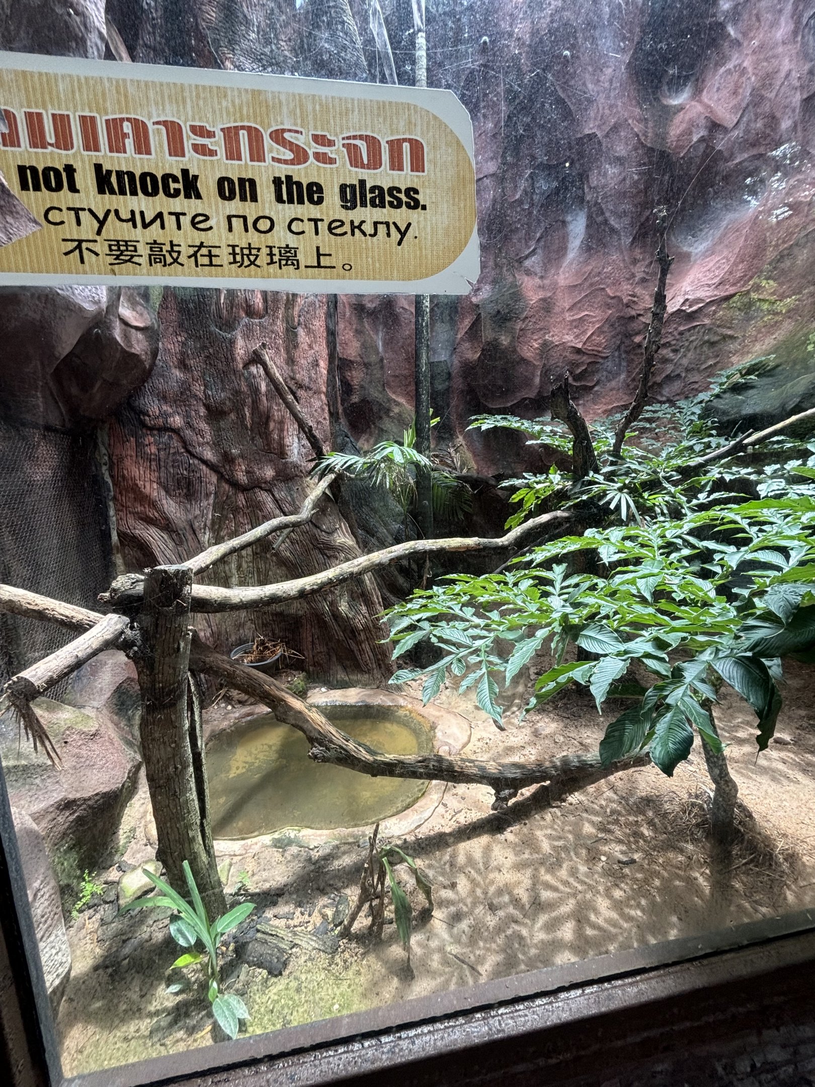 Leopard Cat Exhibit #2