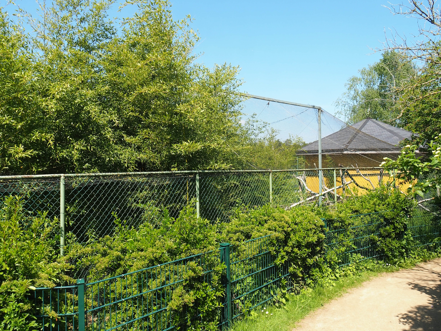 Leopard cat exhibit, 2023-05-19