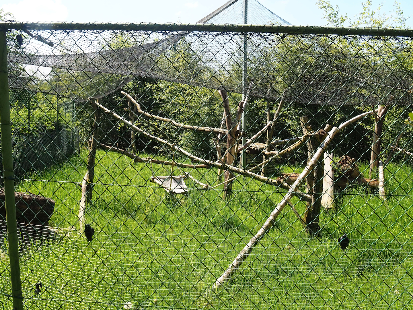 Leopard cat exhibit, 2023-05-19