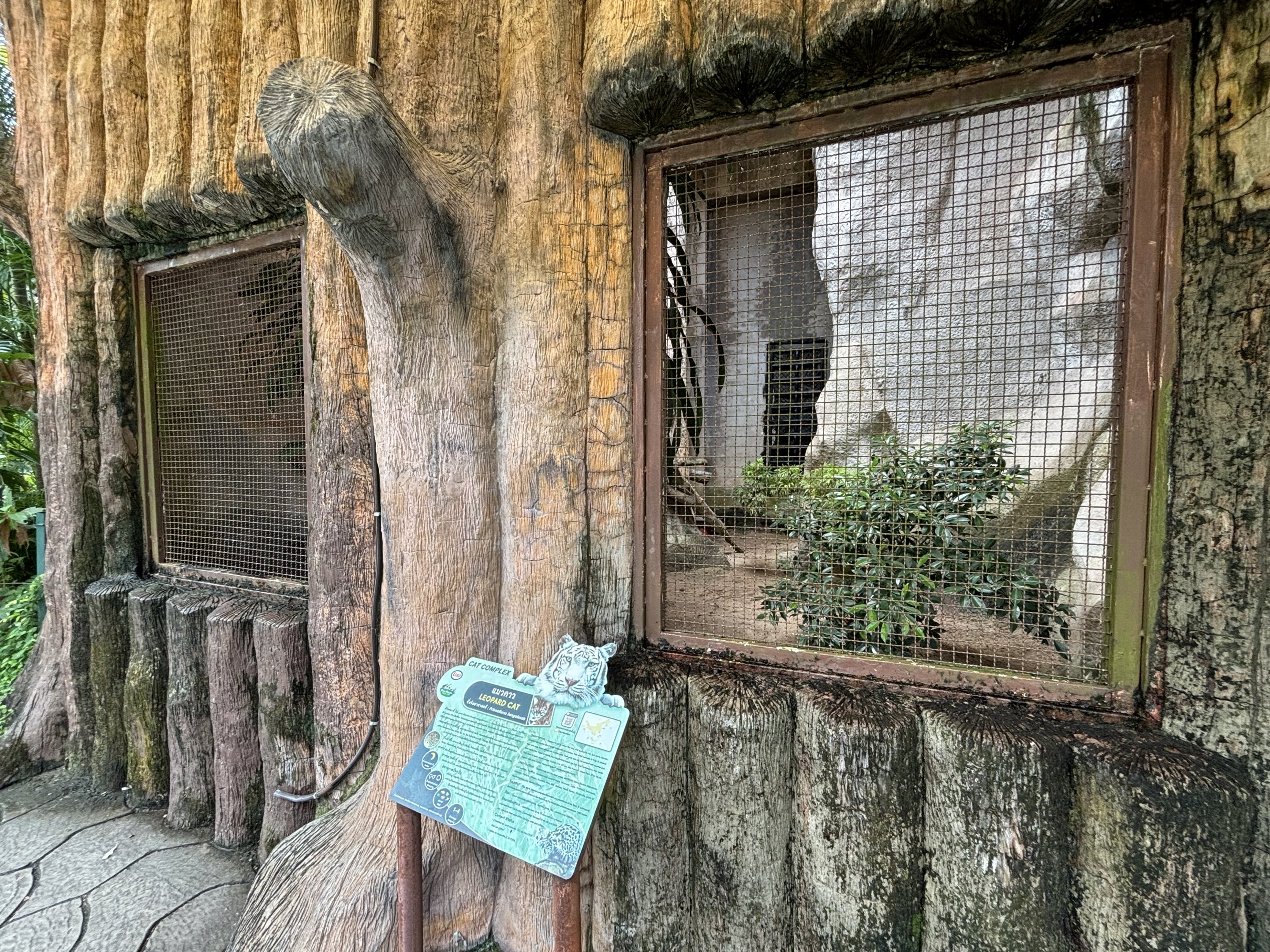 Leopard Cat Exhibit #3
