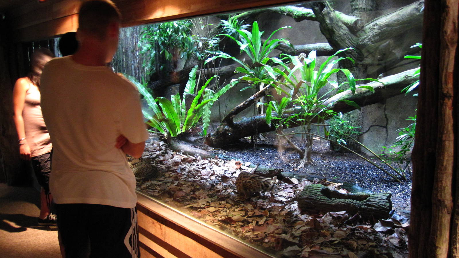 Leopard Cat exhibit, Singapore Zoo