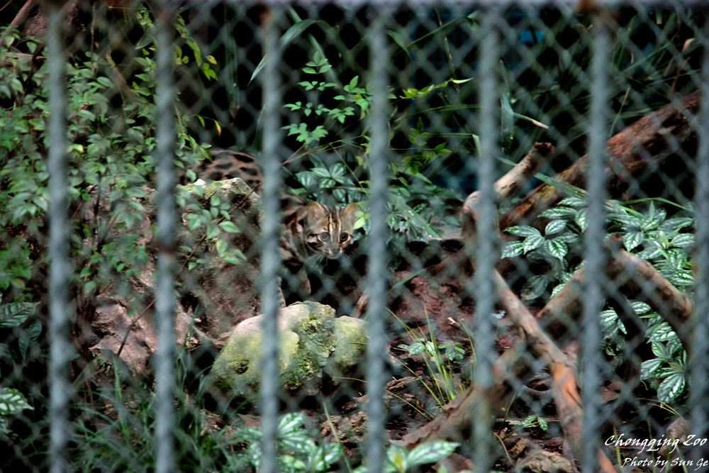 Leopard Cat Exhibit