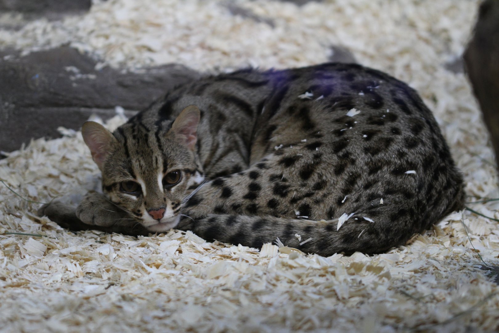 Leopard cat (Felis bengalensis)