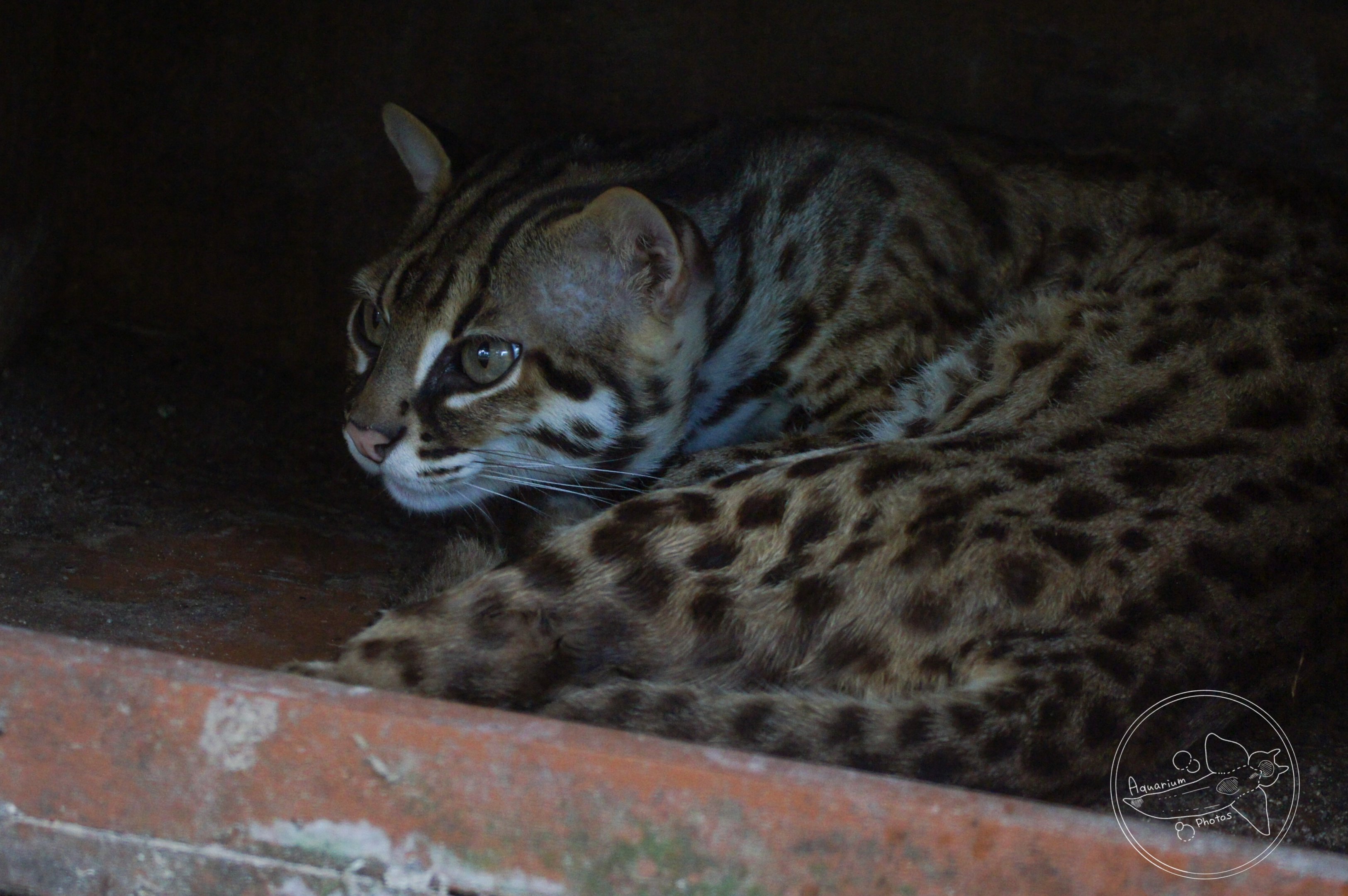 Leopard Cat ID?
