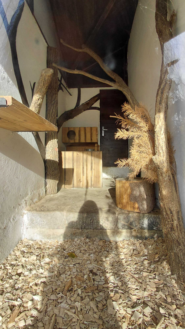 Leopard cat indoor exhibit #1