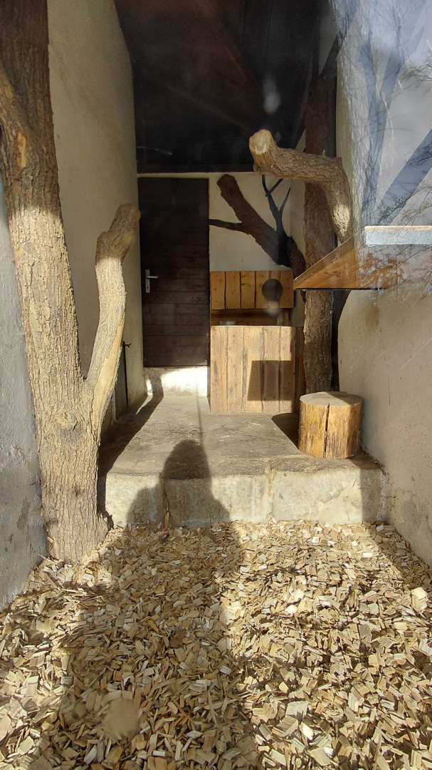 Leopard cat indoor exhibit #2