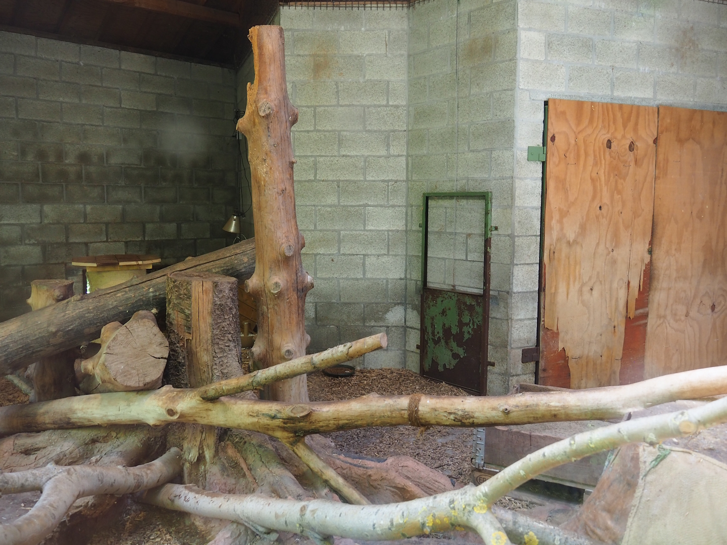 Leopard cat indoor exhibit, 2023-05-19