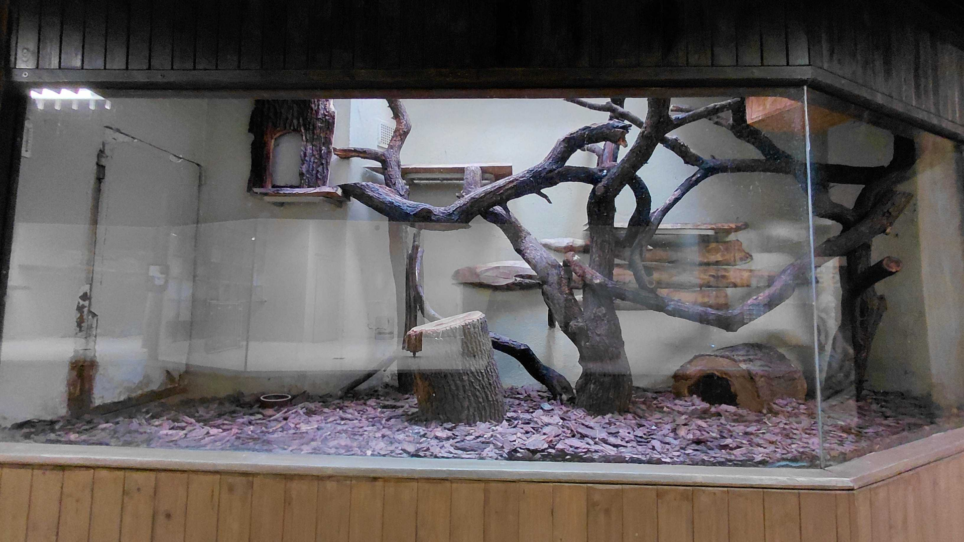 Leopard cat indoor exhibit