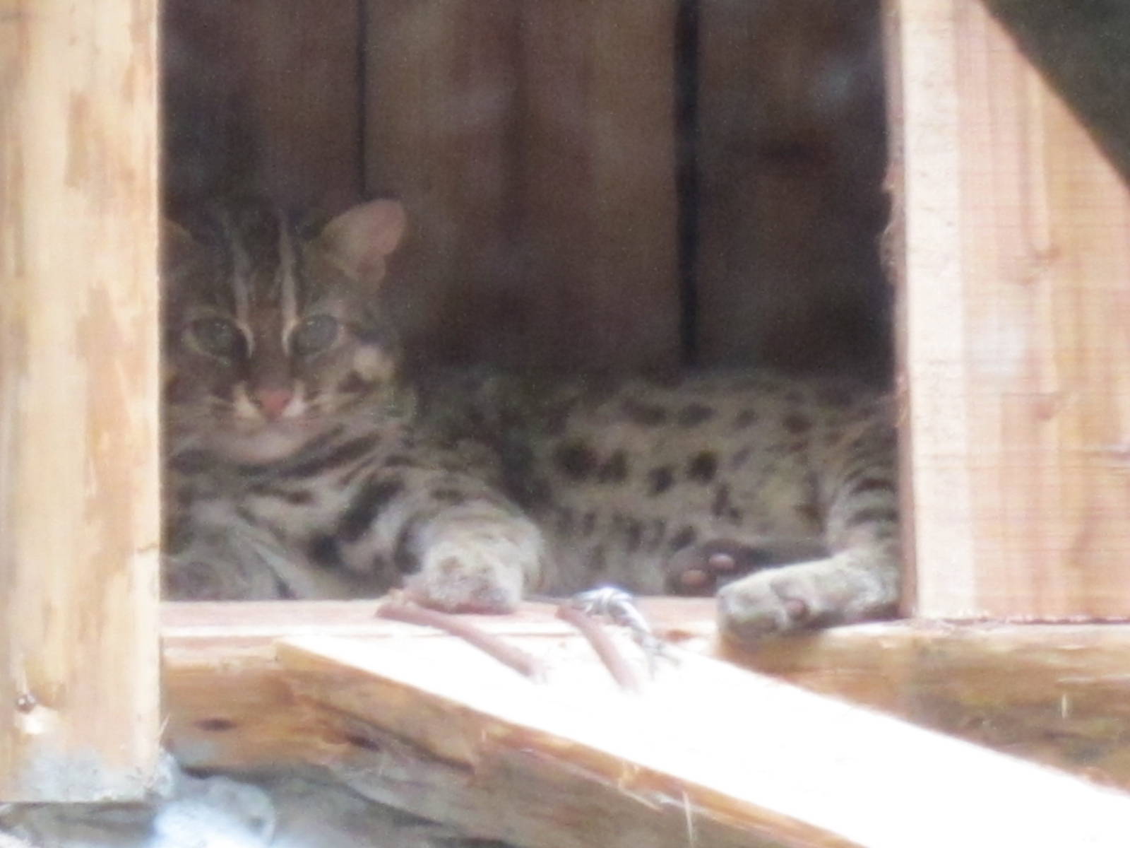 Leopard Cat-Ji Bao